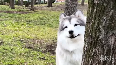 “猛龙冲击连胜终结者：能否在客场击破步行者不败金身？”